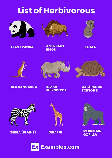 Animals Of Herbivores