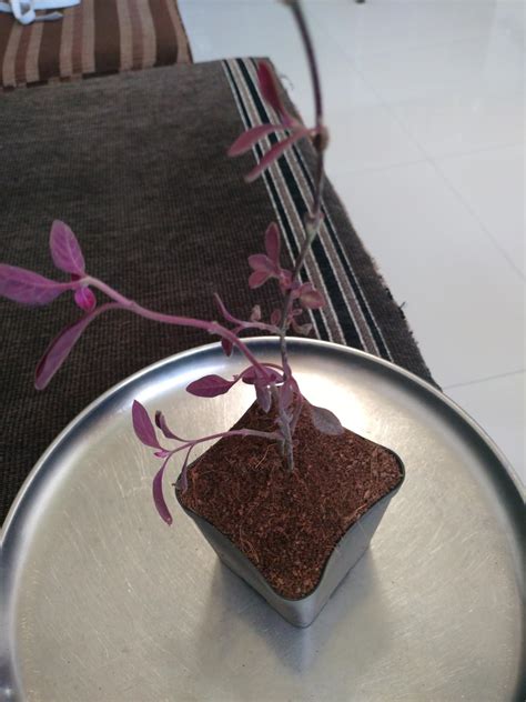 EverSneh Real Live Lalsha Eranthemum Red (Graptophyllum - Lalsa) Plant ...