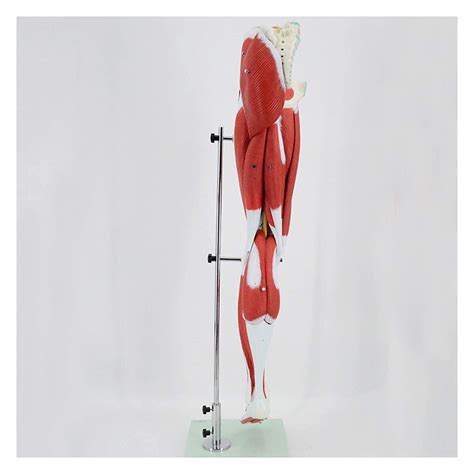 Image result for Leg Muscle Anatomy Model