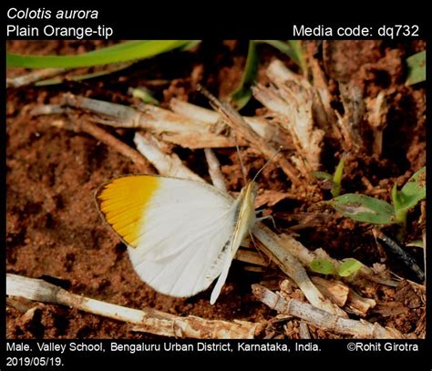 Colotis aurora | Butterfly