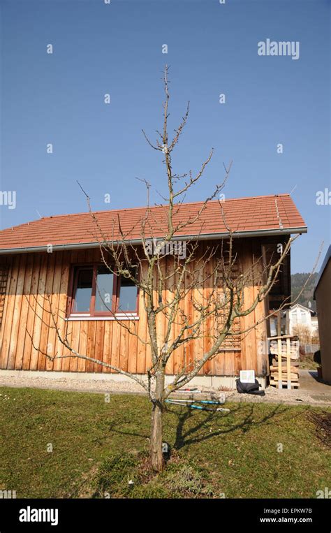 Image result for Plum Tree Pruning