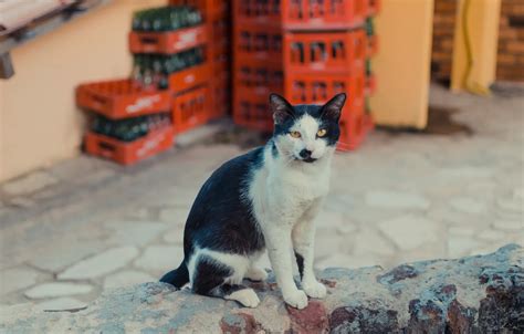 Wallpaper cat, wall, soda for mobile and desktop, section кошки ...