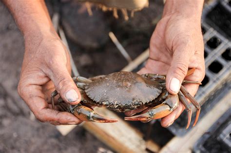 The Miracle of Mangrove Forests for Coastal and Ocean Health - EcoNusantara