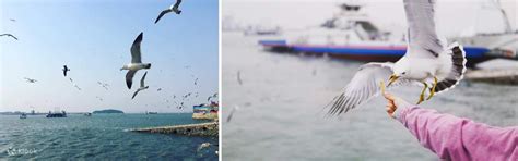 Sunset in Hot Springs & Bomun Temple & Dream Park from Seoul - Klook India