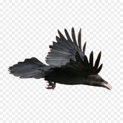 Crow Long Feather PNG 6RZLPJZ2 - Pngsource