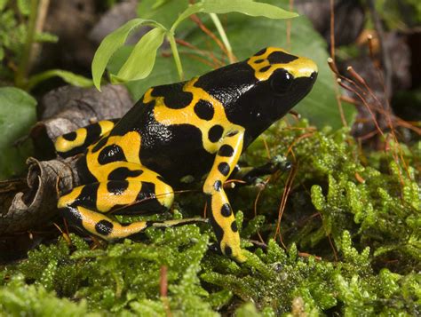 Neon Poison Dart Frog
