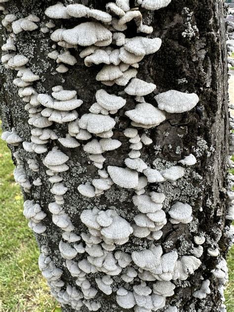 Image result for Tree Trunk White Rot