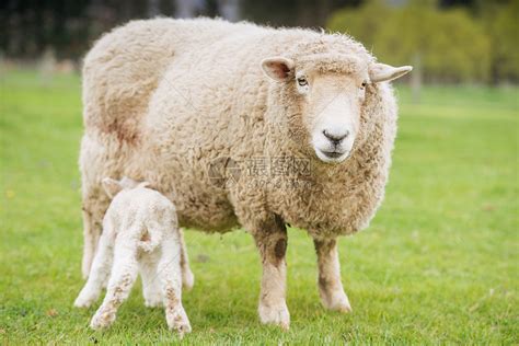 超过 500 张关于“牛羊”和“羊”的免费图片