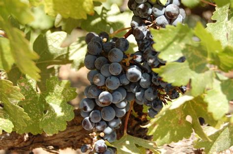 Napa Valley Pictures - Traveller Photos of Napa Valley, CA - Tripadvisor