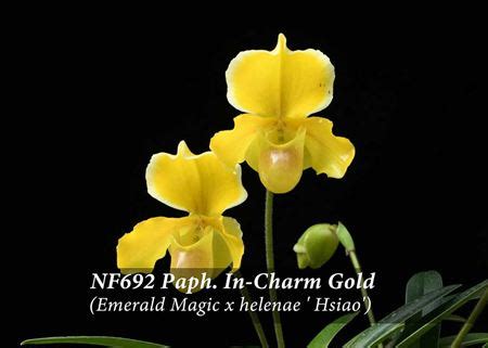 Paph. In-Charm Gold (Emerald Magic x helenae ' Hsiao' ) / Orchids.com