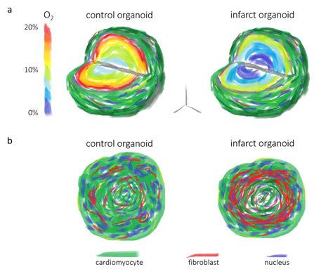 Image result for Oxygen Concentration Gradient
