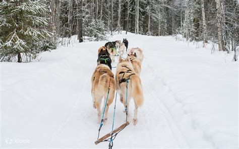 Local husky experience with sled ride and photographer - Klook