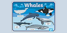 Whales Size Comparison Display Poster - Twinkl - KS1