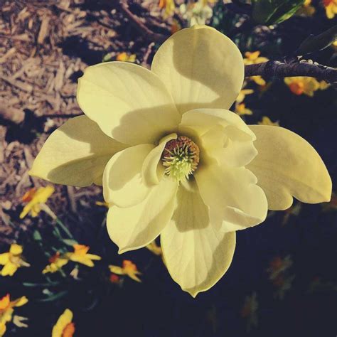 Magnolia Flower Meaning • Discover the most interesting facts about it