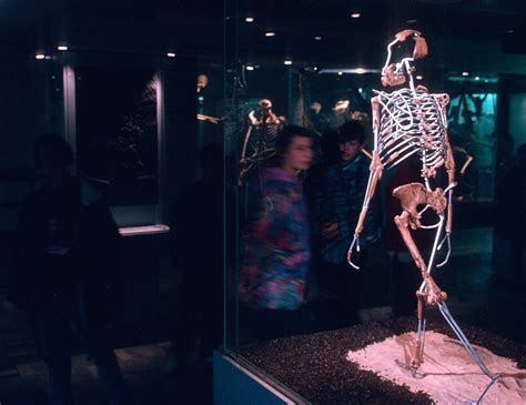 Image result for Lucy Evolution