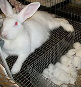 Image result for Bunny Nest