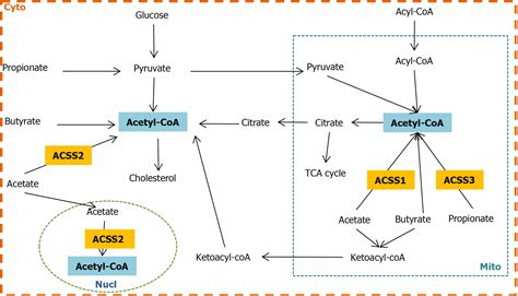 Fatty acid metabolism and acyl-CoA synthetases in the liver-gut axis
