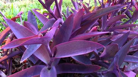 Wandering Jew, Tradescantia Pallida Purple Heart - Purple Queen Live P ...