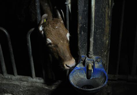 The Suffering of Calves - FOUR PAWS International - Animal Welfare ...