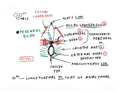 Perineal body - TCML - The Charsi of Medical Literature