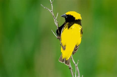 42 Yellow Animals Found in Nature and Their Colorful Features | Color ...