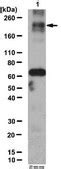 Anti-TAF3 Antibody serum, from rabbit | Sigma-Aldrich