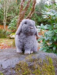 Image result for Harlequin Holland Lop