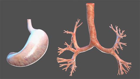 3D model Skinless Full Body Kid Girl Anatomy | 3D Molier International