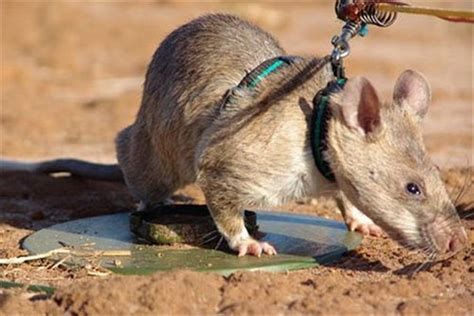 世界最大老鼠是什么 非洲巨鼠（虽然体型大但是很安静）-趣闻号