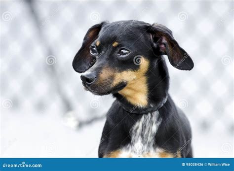 Chiweenie Chihuahua Dachshund Mixed Breed Dog Stock Photo - Image of ...