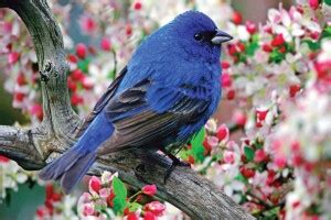 beautiful sparrow Poster Paper Print - Decorative posters in India ...