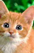 Image result for Show Me a Picture of Cute Cats