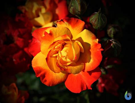 Image result for Dominance Explained