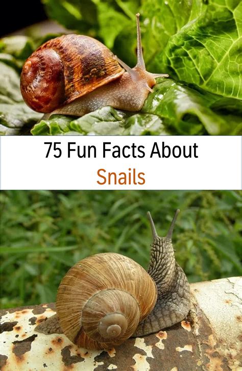 What do snails eat – Artofit