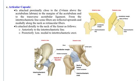 Hip Joint - Anatomy QA