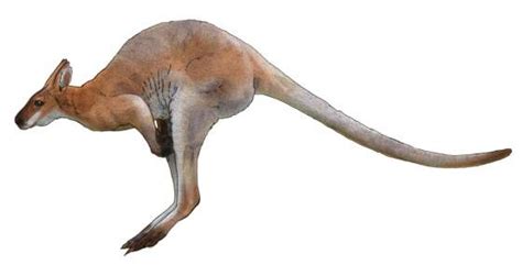 Australia Kangaroo Transparent Background ID9PT1NC - Pngsource