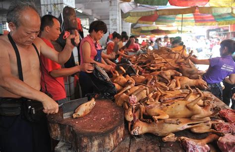 Dog meat festival in Yulin, China - Mirror Online