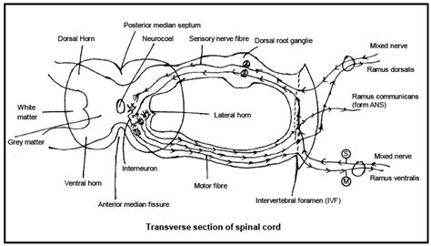 Structure of Spinal Cord | Biology Class 11 - NEET