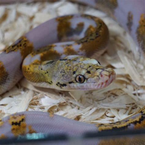 Image result for Reticulated Python Paradox