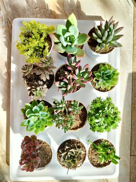 Farm Storey Assorted succulent plants set of 12, Any 12 live succulent ...