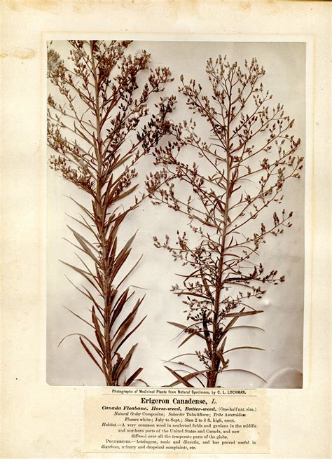 Erigeron Canadense, L. - Canada Fleabane - Horse-weed - Butter-weed | National Museum of ...