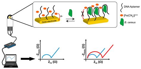 Food Sensing: Detection of Bacillus cereus Spores in Dairy Products
