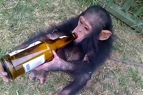 男子喂猴子喝酒，没想到猴子一口气喝光，接下来请憋住别笑__财经头条