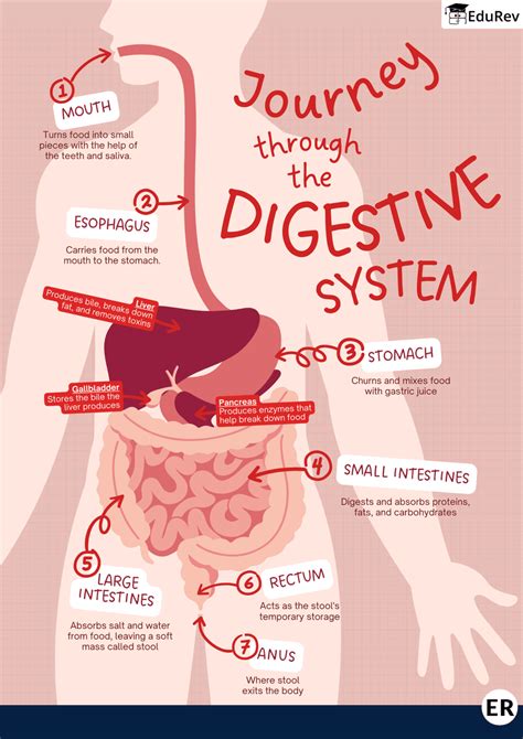Learning Poster: Digestive System - EVS Class 5 PDF Download