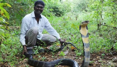 Vava Suresh critical after suffering cobra bite- The Week