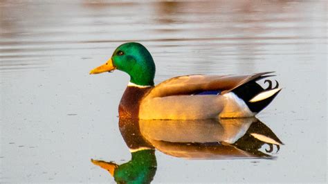 Interesting Facts about Ducks - Fact Bud