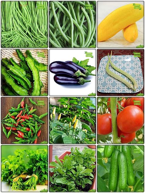 Creative Farmer All Season Seeds Combo Vegetable Seeds : Cowpea (Vj ...