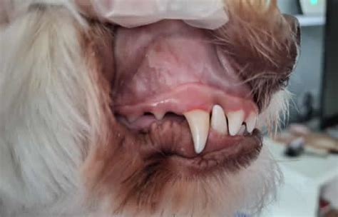 Enhancing Dental Care for Dogs – Groomsaber
