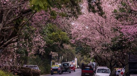 COVID can’t stop cherry blossoms from blooming in Shillong | Condé Nast ...