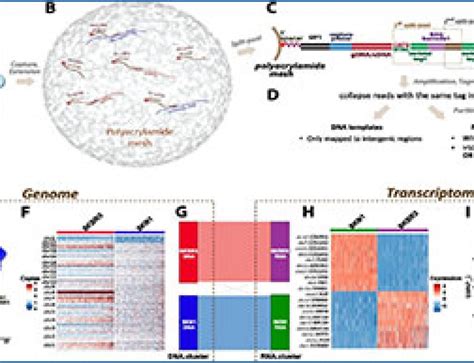 Single-cell RNA-seq 的图像结果